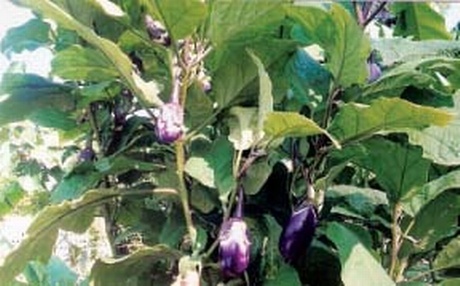 Annamalai Brinjal ( அண்ணாமலை கத்தரி ) Annamalai Brinjal ( அண்ணாமலை கத்தரி )