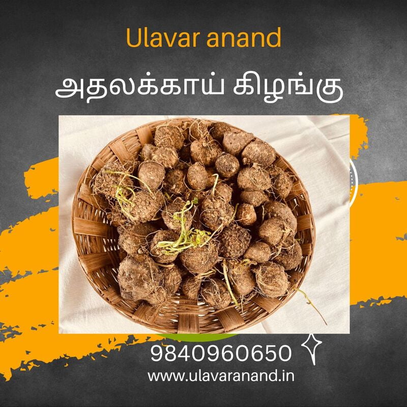 Athalaikai (அதலைக்காய் ) Athalaikai (அதலைக்காய் )