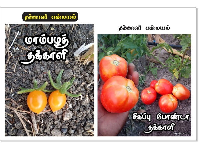 Red Tomoto  - Bonda ( சிகப்பு போண்டா தக்காளி)