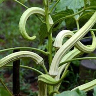 Bommudi Long Ladyfinger | பொம்முடி நீள வெண்டை Bommudi Long Ladyfinger | பொம்முடி நீள வெண்டை