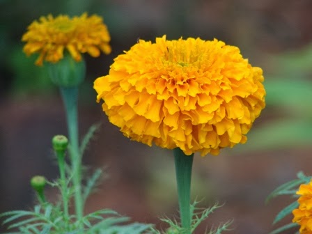 MARIGOLD FLOWER SEED