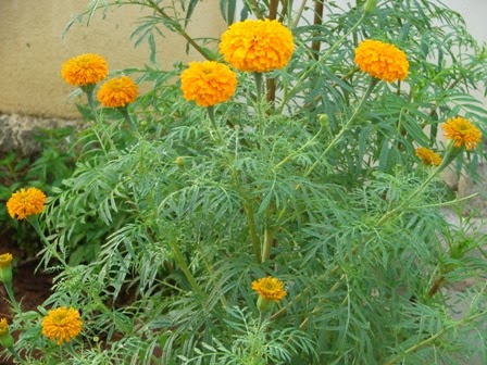 MARIGOLD FLOWER SEED