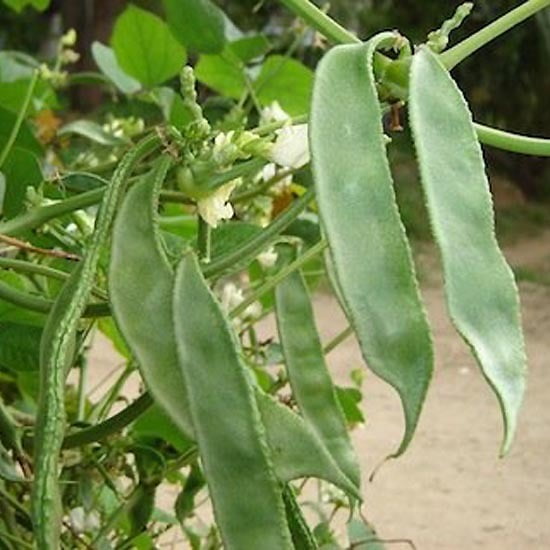 Lablab Bush (செடி அவரை) Lablab Bush (செடி அவரை)
