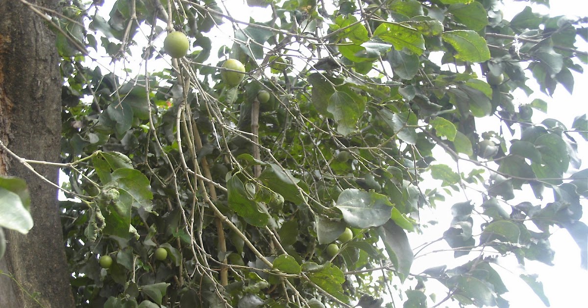 Strychnos nux-vomica (எட்டி மரம் )
