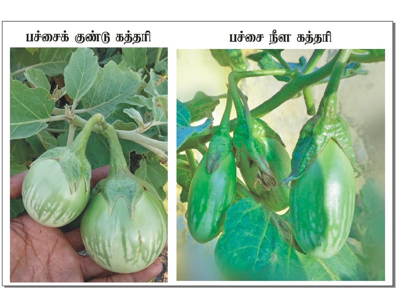 Brinjal Long Green | பச்சை நீட்ட கத்தரி Brinjal Long Green | பச்சை நீட்ட கத்தரி