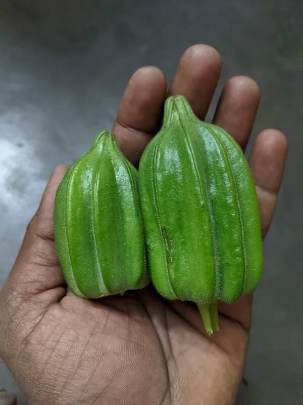 Ladies Finger - Short Paruman ( பச்சை பருமன் குட்டை வெண்டை ) Ladies Finger - Short Paruman ( பச்சை பருமன் குட்டை வெண்டை )
