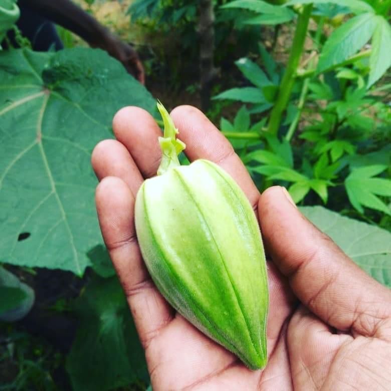 Ladies Finger - Short Paruman ( பச்சை பருமன் குட்டை வெண்டை ) Ladies Finger - Short Paruman ( பச்சை பருமன் குட்டை வெண்டை )