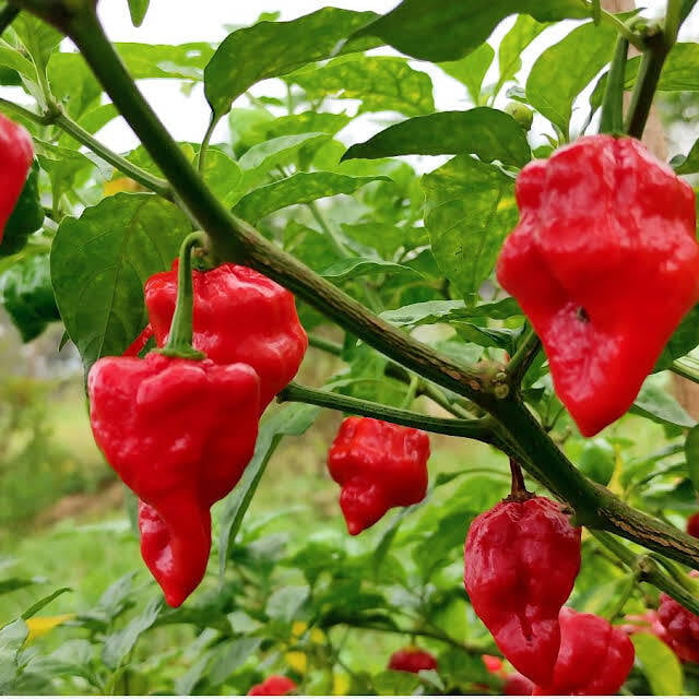 Ghee Chilli Ghee Chilli
