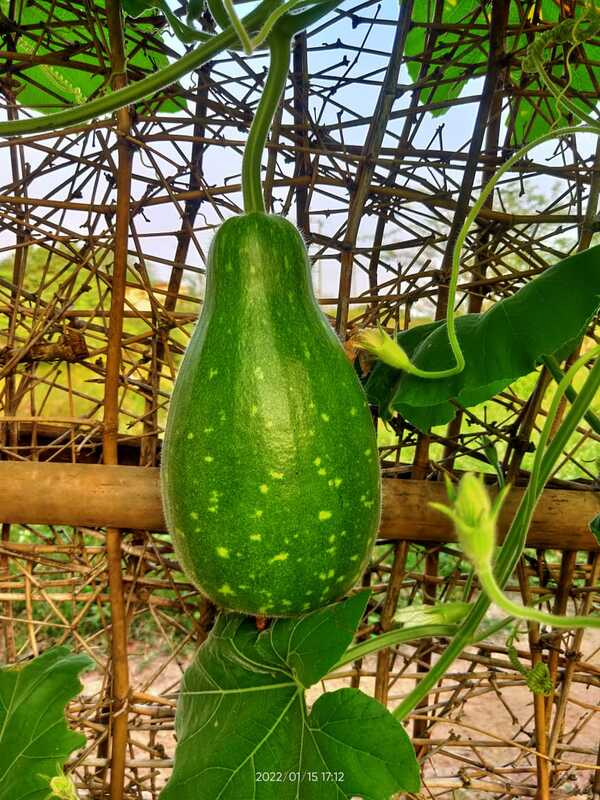 KUNDU SURAKKAI ROUND BOTTLE GOURD (குண்டு சுரைக்காய்)