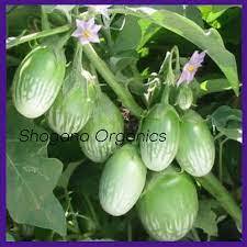 Green Striped Brinjal (பச்சை வரி கத்தரி) Green Striped Brinjal (பச்சை வரி கத்தரி)