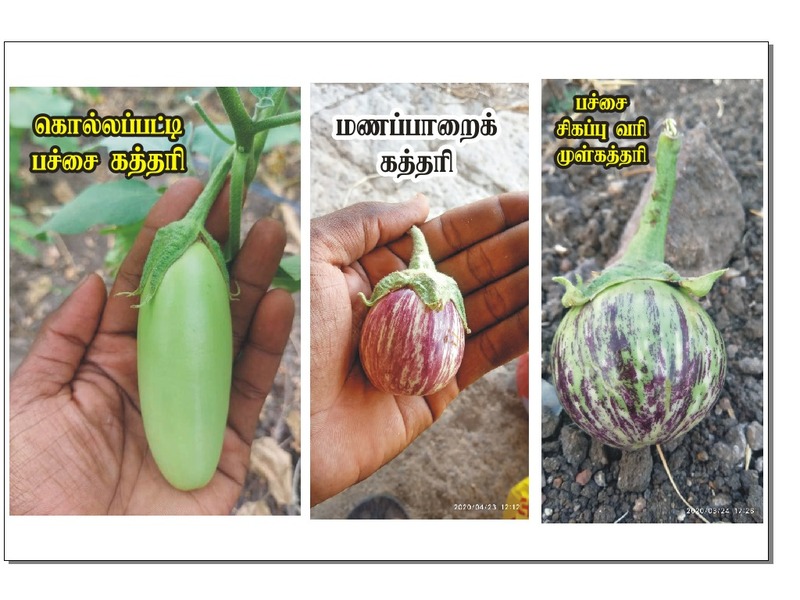 Red & Green Striped Brinjal | சிகப்பு பச்சை வரி கத்தரி Red & Green Striped Brinjal | சிகப்பு பச்சை வரி கத்தரி