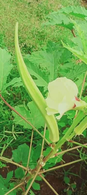 யானை தந்த நீள வெண்டை | Elephant Trunk Ladiesfinger