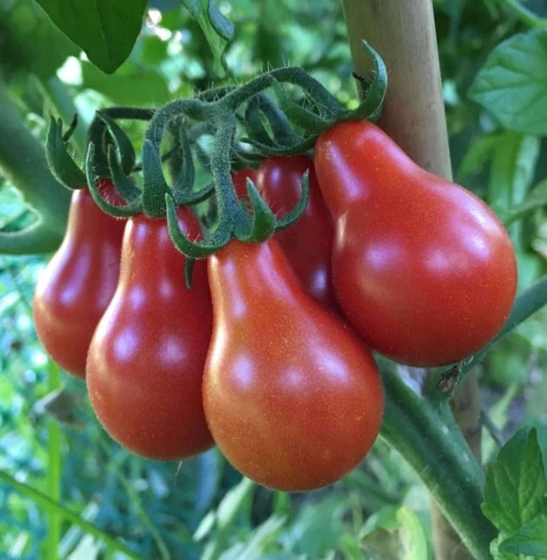 Red Jug Tomato | சிகப்பு குடம் தக்காளி Red Jug Tomato | சிகப்பு குடம் தக்காளி