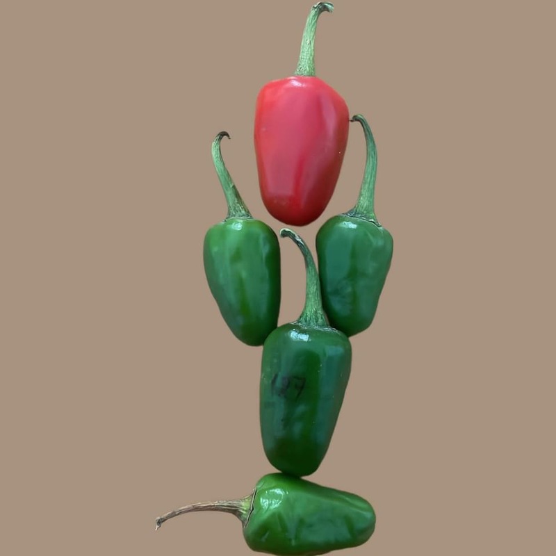 ROUND CHILLI (குண்டு மிளகாய்)