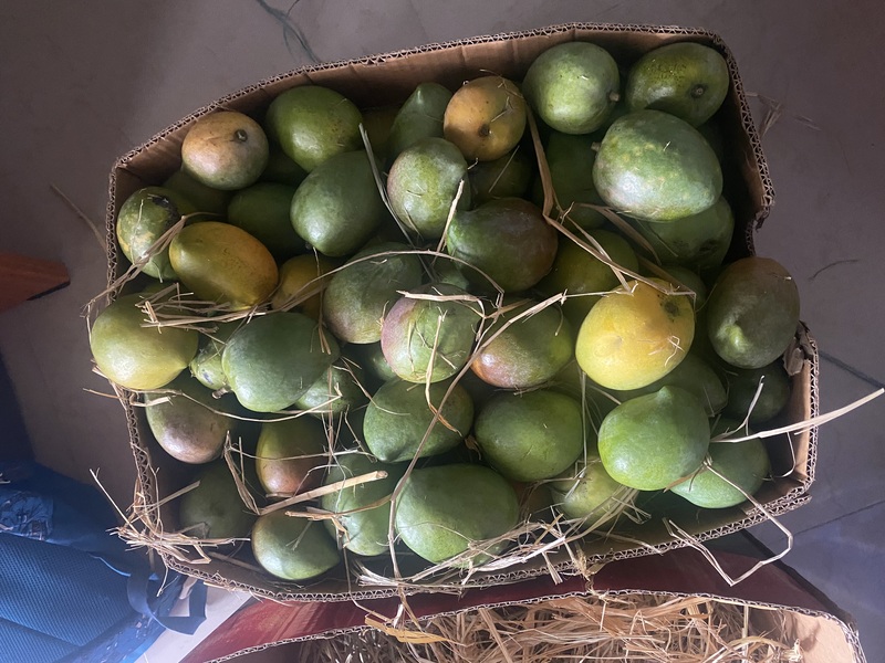 Senthooram Mango 5 KG Senthooram Mango 5 KG