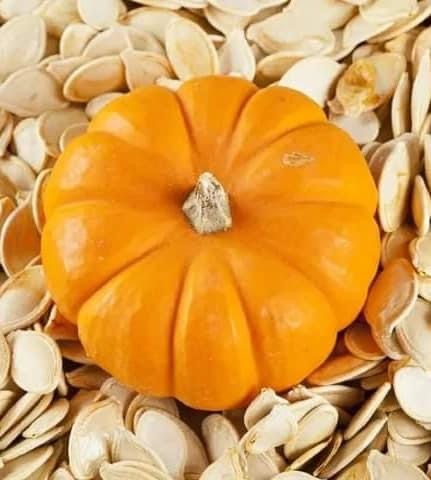Big Red Pumpkin ( பெரிய சக்கரை பூசணி )
