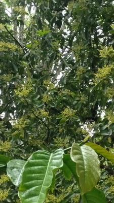 Poonthi Kottai | Soap Nut Tree (பூந்தி கொட்டை)