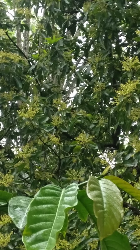 Poonthi Kottai | Soap Nut Tree (பூந்தி கொட்டை) Poonthi Kottai | Soap Nut Tree (பூந்தி கொட்டை)