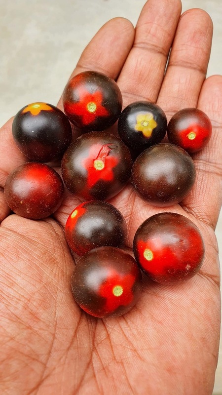 Red Black Cherry Tomoto | சிகப்பு கருப்பு செர்ரி தக்காளி Red Black Cherry Tomoto | சிகப்பு கருப்பு செர்ரி தக்காளி