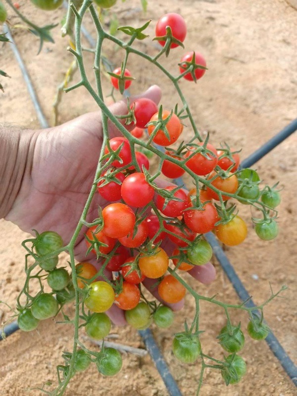 RED CHERRY TOMOTTO - SMALL (சிகப்பு செர்ரி தக்காளி - small)