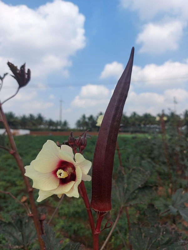 Red Ladies Finger - Long | சிகப்பு நீள வெண்டை Red Ladies Finger - Long | சிகப்பு நீள வெண்டை