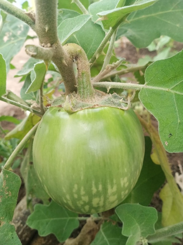Cat Head Brinjal | பூனை தலை கத்தரி Cat Head Brinjal | பூனை தலை கத்தரி