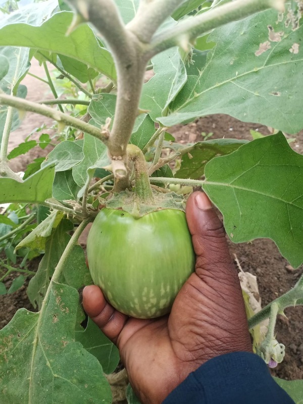 Cat Head Brinjal | பூனை தலை கத்தரி Cat Head Brinjal | பூனை தலை கத்தரி