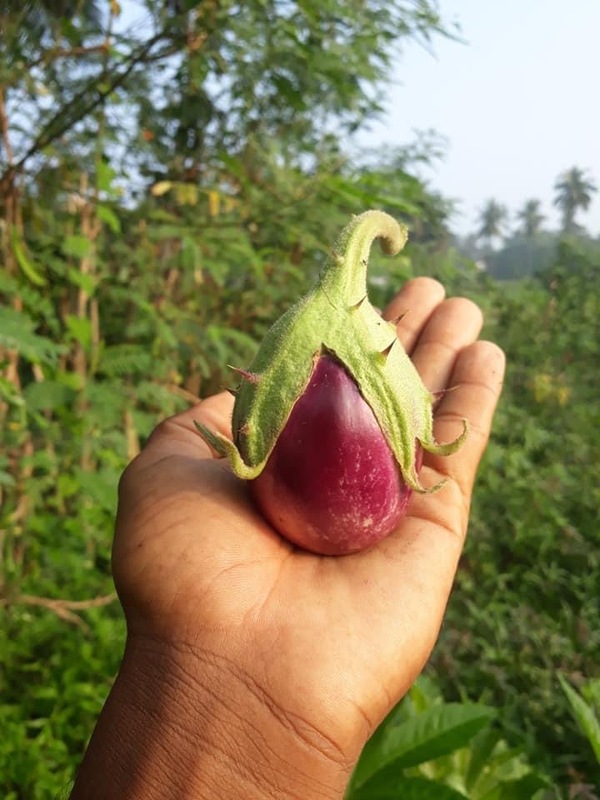 Thorn Brinjal -Velur Varity | வேலூர் முள்ளு கத்தரி Thorn Brinjal -Velur Varity | வேலூர் முள்ளு கத்தரி