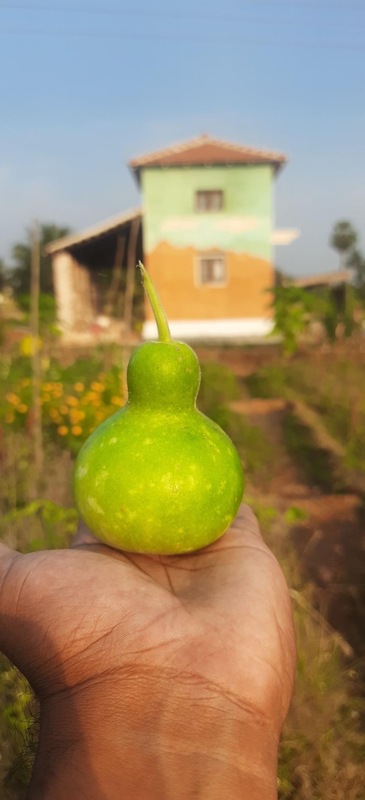 Situ BottleGourd_ சிட்டு சுரைக்காய்