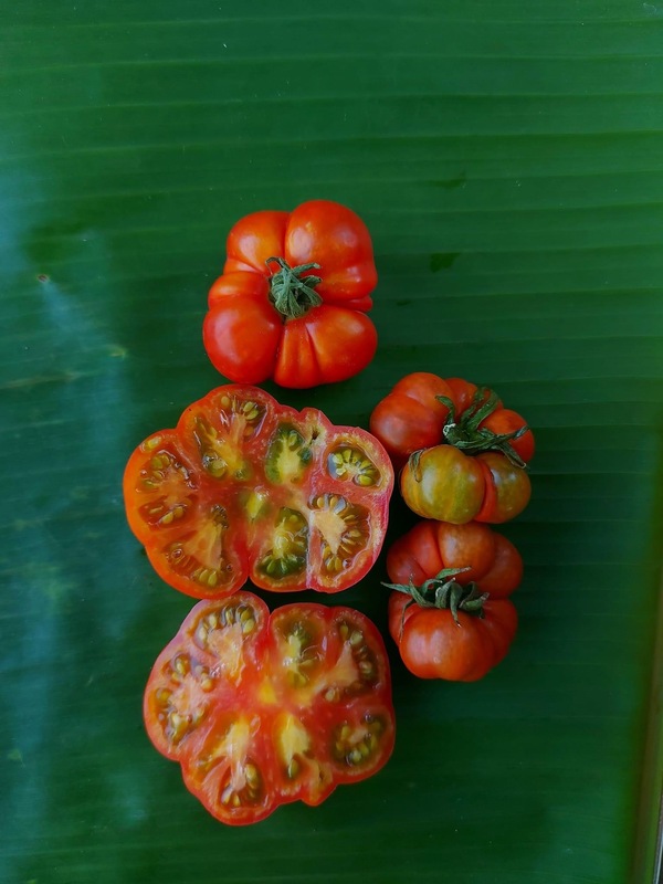 Kasi Tomotto ( காசி தக்காளி )
