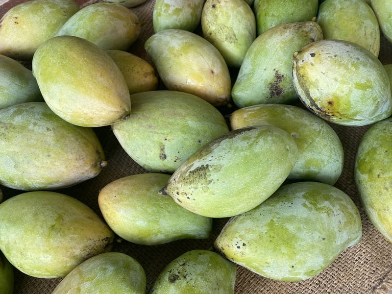 Mango - Kilimooku