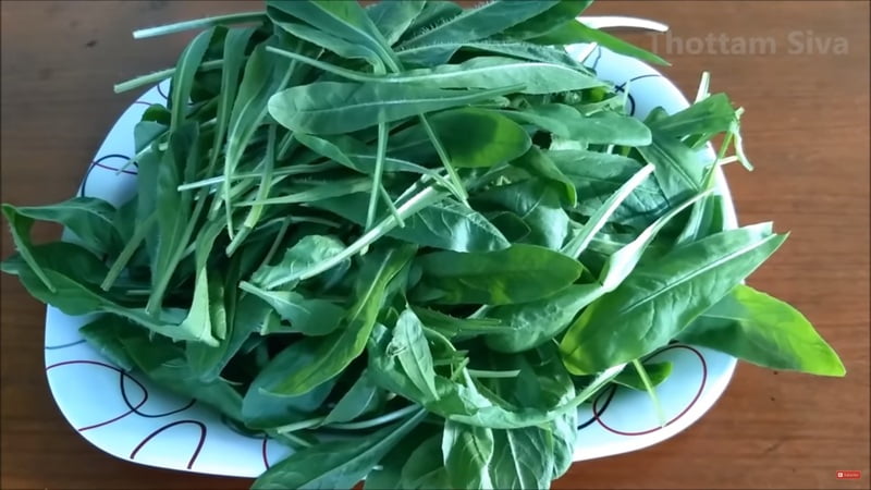 KASINI KEERAI ( CHICORY LEAVES ) ( காசினி கீரை) KASINI KEERAI ( CHICORY LEAVES ) ( காசினி கீரை)