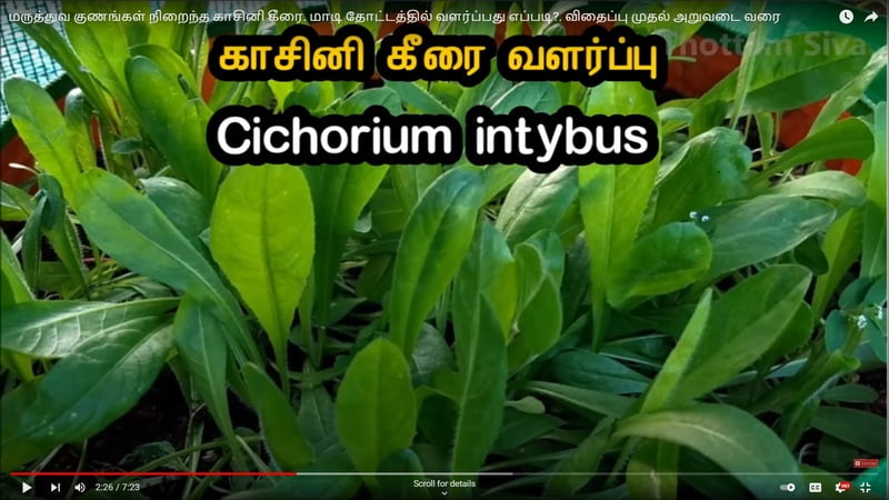 KASINI KEERAI ( CHICORY LEAVES ) ( காசினி கீரை) KASINI KEERAI ( CHICORY LEAVES ) ( காசினி கீரை)
