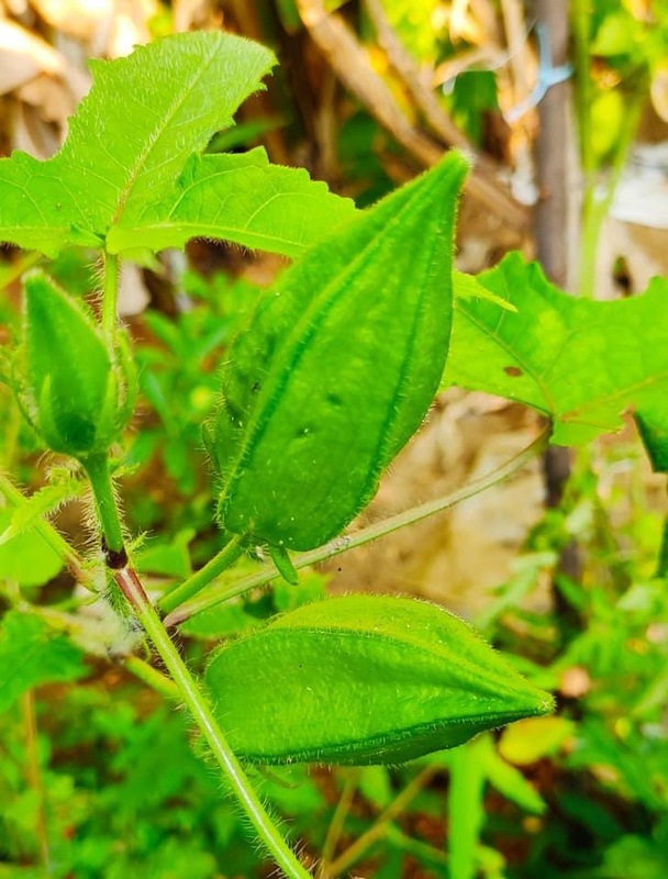 Kasthuri Okra | கஸ்துரி வெண்டை Kasthuri Okra | கஸ்துரி வெண்டை