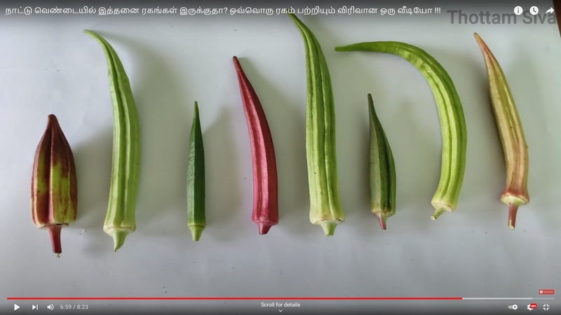 Ladies Finger - Long Paruman ( பச்சை பருமன் நீள வெண்டை) Ladies Finger - Long Paruman ( பச்சை பருமன் நீள வெண்டை)