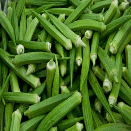 LADIES FINGER LONG GREEN LADIES FINGER LONG GREEN