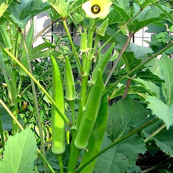 LADIES FINGER LONG GREEN LADIES FINGER LONG GREEN