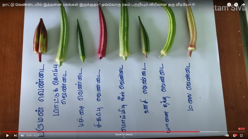 Ladies Finger - Long Paruman ( பச்சை பருமன் நீள வெண்டை) Ladies Finger - Long Paruman ( பச்சை பருமன் நீள வெண்டை)