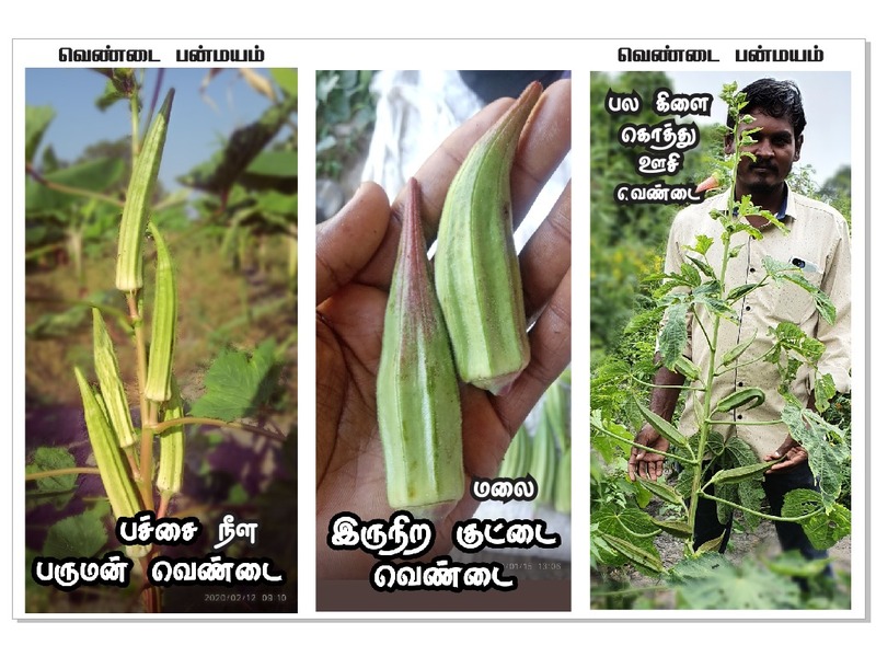 Ladies Finger - Long Paruman | பச்சை பருமன் நீள வெண்டை Ladies Finger - Long Paruman | பச்சை பருமன் நீள வெண்டை