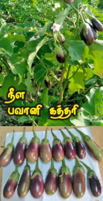 LONG BHAVANI BRINJAL(நீட்டு பவானி கத்திரி) LONG BHAVANI BRINJAL(நீட்டு பவானி கத்திரி)