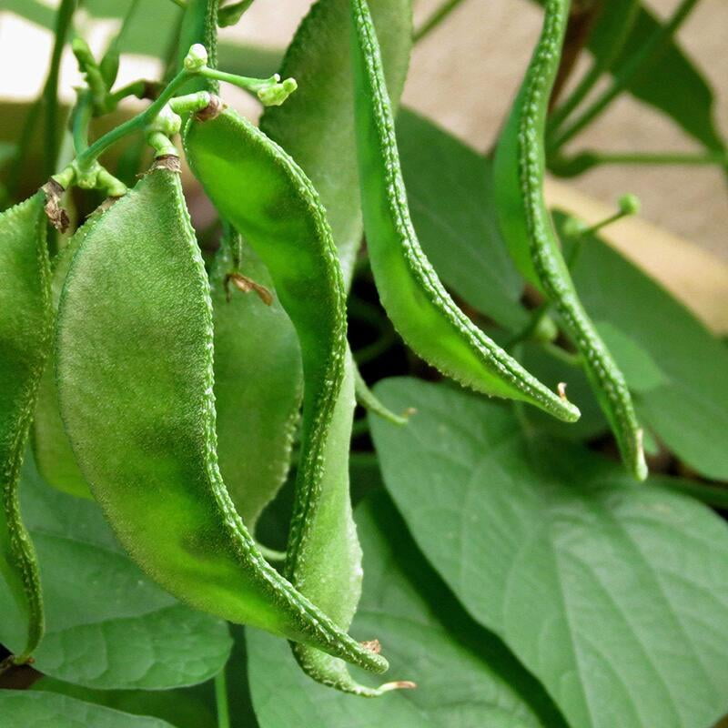 Lablab Bush (செடி அவரை) Lablab Bush (செடி அவரை)