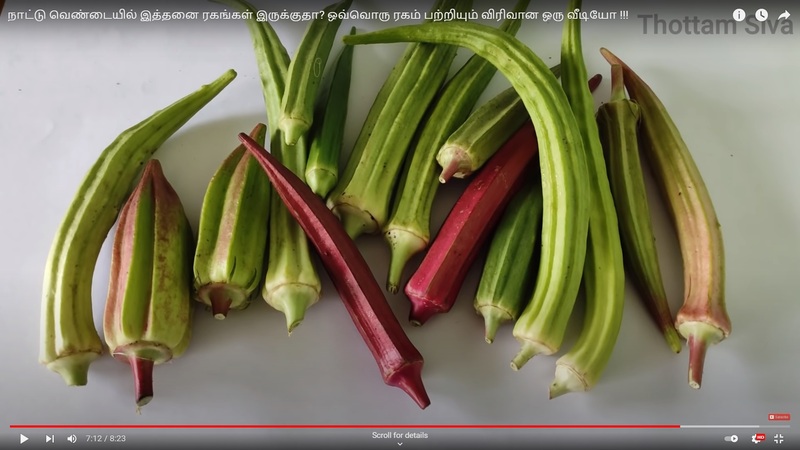 Ladies Finger - Long Paruman ( பச்சை பருமன் நீள வெண்டை) Ladies Finger - Long Paruman ( பச்சை பருமன் நீள வெண்டை)