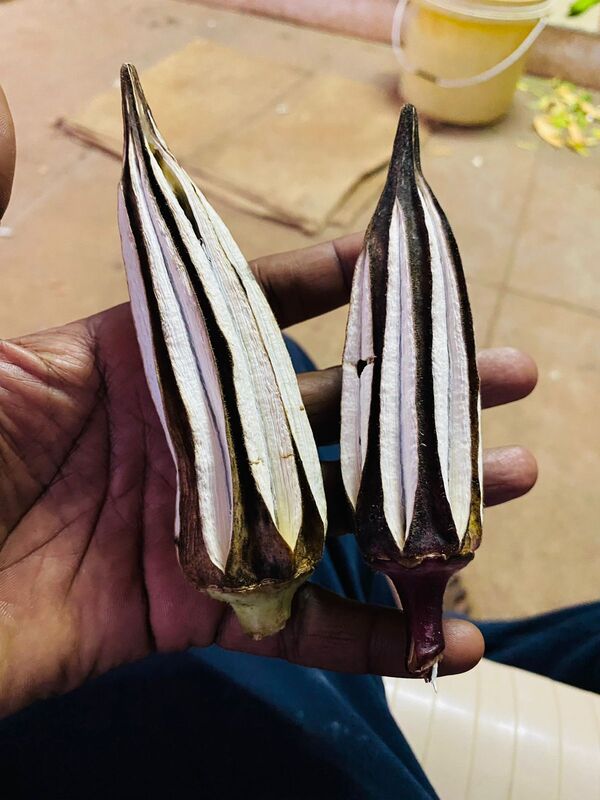 MALAI VENDAI - HILL LADIES FINGER (மலை வெண்டை ) MALAI VENDAI - HILL LADIES FINGER (மலை வெண்டை )