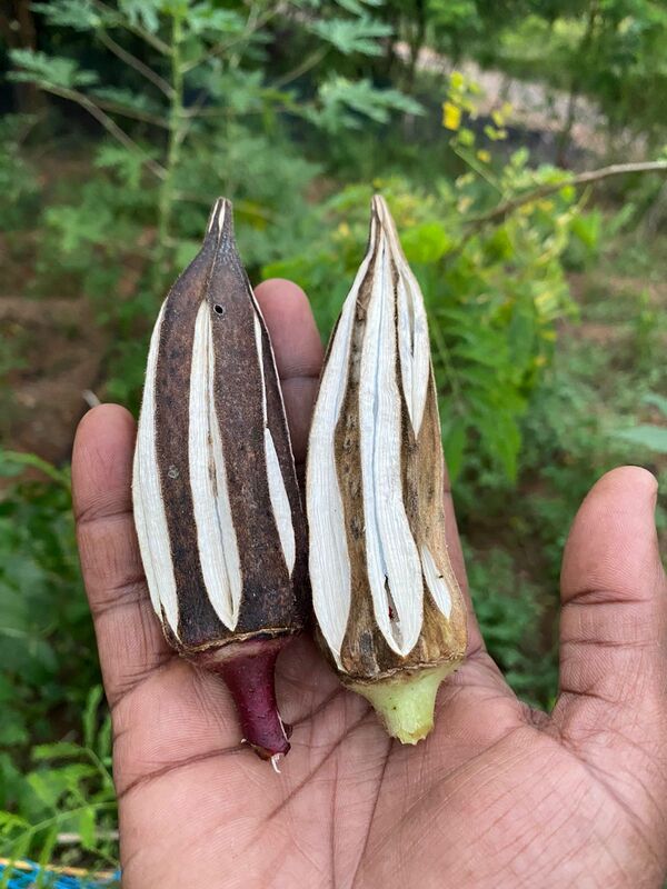 MALAI VENDAI - HILL LADIES FINGER (மலை வெண்டை ) MALAI VENDAI - HILL LADIES FINGER (மலை வெண்டை )