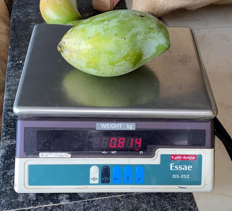 Mango - Kilimooku Mango - Kilimooku
