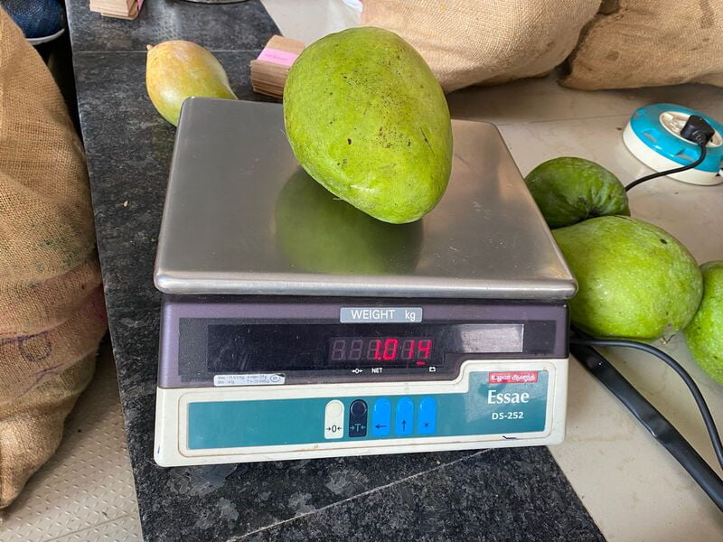 Banganapalli Mango Banganapalli Mango