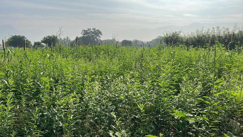 Multi Millet Seeds ( பல தானிய விதைப்பு ) Multi Millet Seeds ( பல தானிய விதைப்பு )