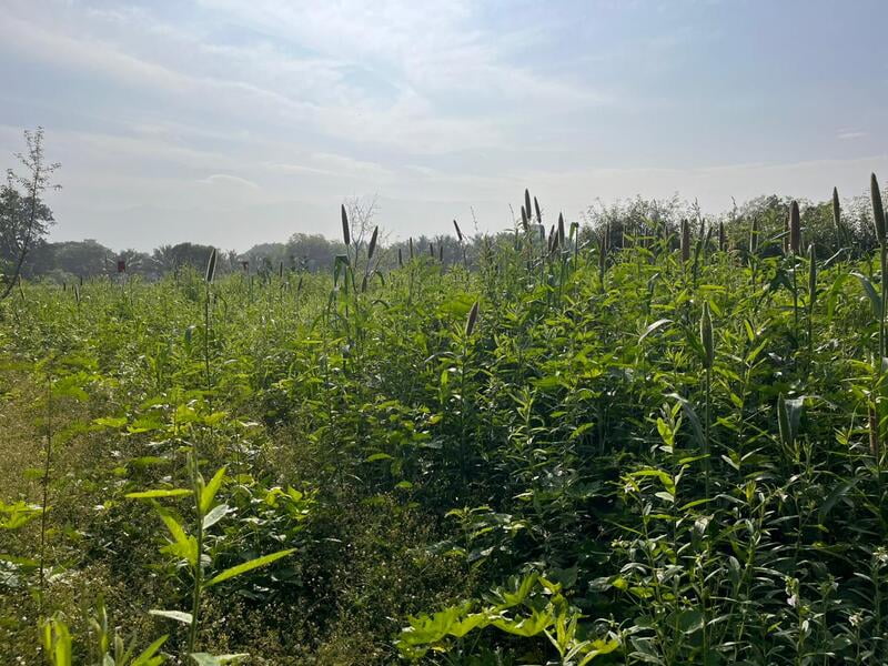 Multi Millet Seeds ( பல தானிய விதைப்பு ) Multi Millet Seeds ( பல தானிய விதைப்பு )