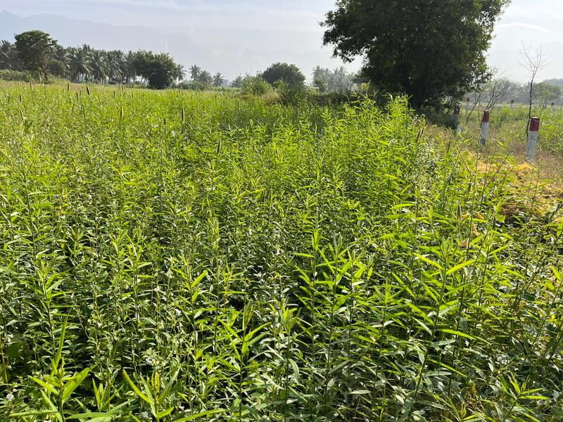Multi Millet Seeds ( பல தானிய விதைப்பு ) Multi Millet Seeds ( பல தானிய விதைப்பு )