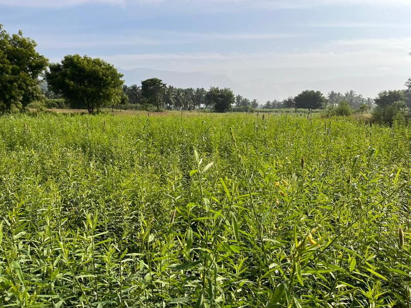Multi Millet Seeds ( பல தானிய விதைப்பு ) Multi Millet Seeds ( பல தானிய விதைப்பு )